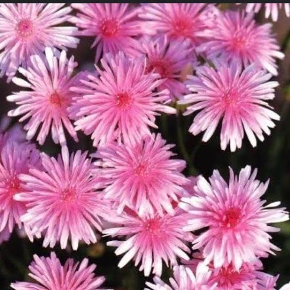 Amazon.co.jp: 桃色 ピンク たんぽぽ 種 10粒 植物 : DIY・工具・ガーデン